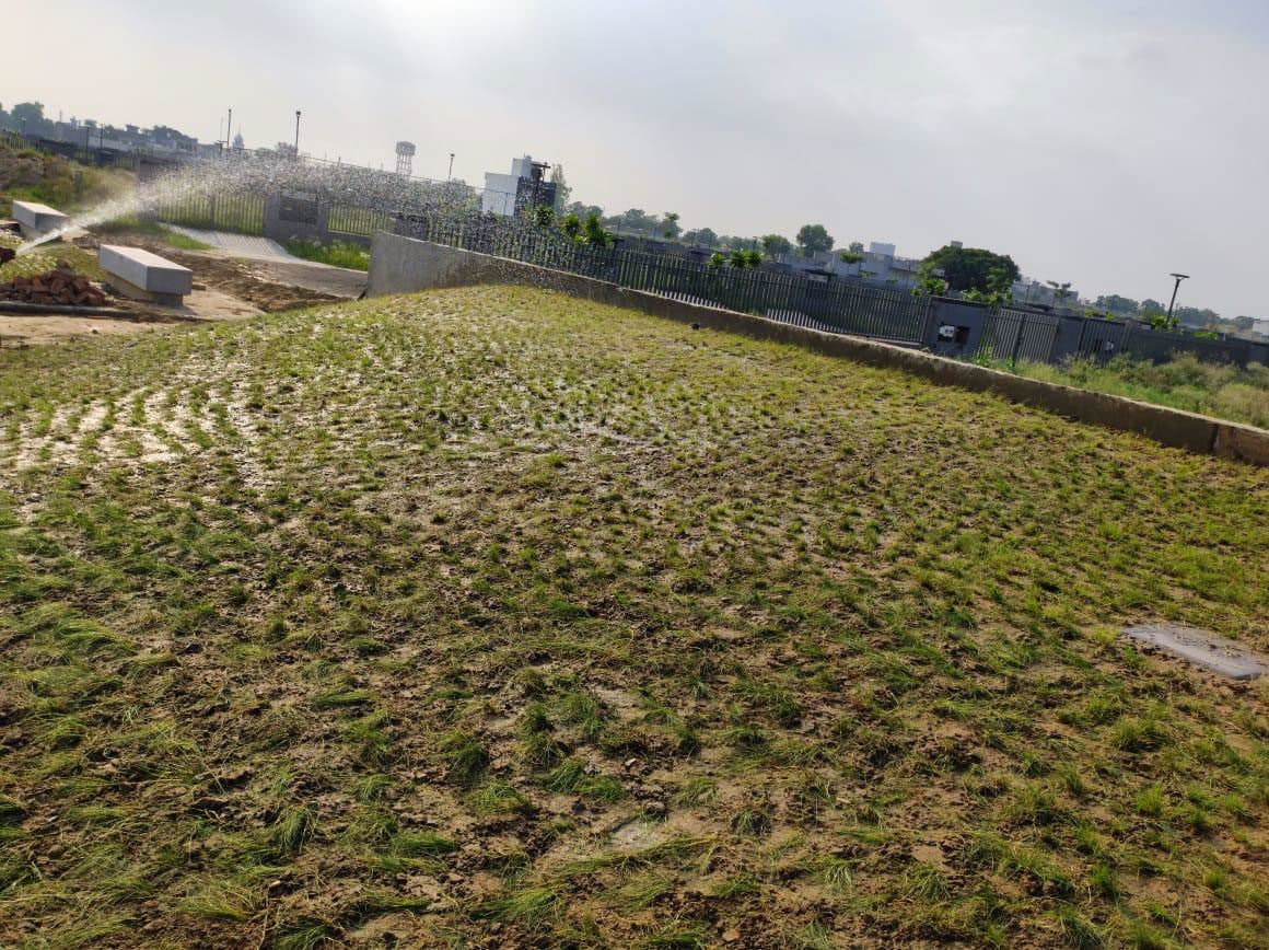 Grass Plantation at Mounds